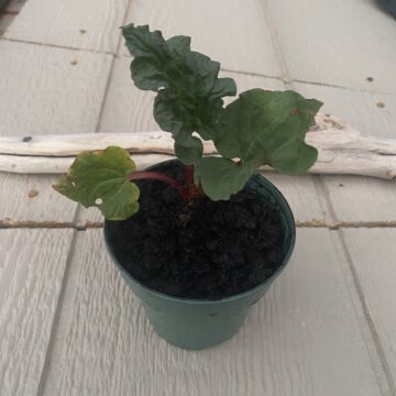 Rhubarb Plant | The Ramblin' Rooster