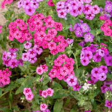 Seedlings - Annual Phlox Mix - 6 Pack | *PRE-ORDER FOR LATE MAY