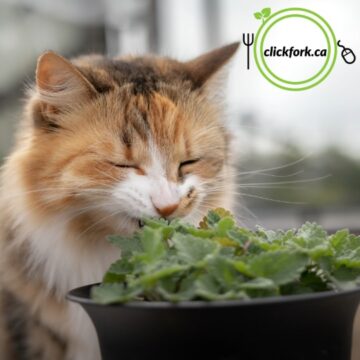 Seedlings - Cat Nip *PRE-ORDER FOR LATE MAY