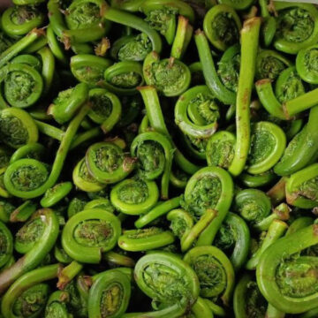 Fiddleheads | Pfenning's Ontario Wildcrafted -1 lb
