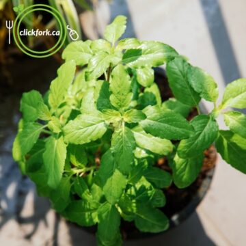 Seedlings - Holy Basil - 2 Pack *PRE-ORDER FOR LATE MAY