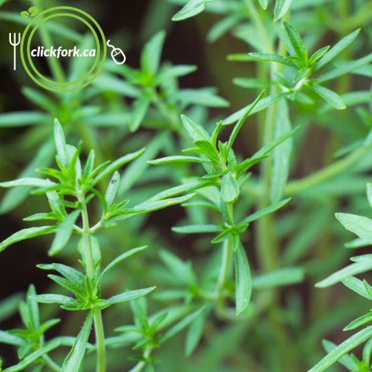 Seedlings - Summer Savory *PRE-ORDER FOR LATE MAY