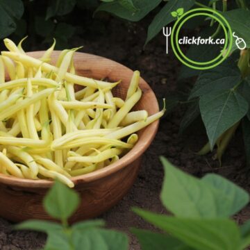 Seedlings - Beans, Yellow | Ferme La Binette *PRE-ORDER FOR LATE MAY