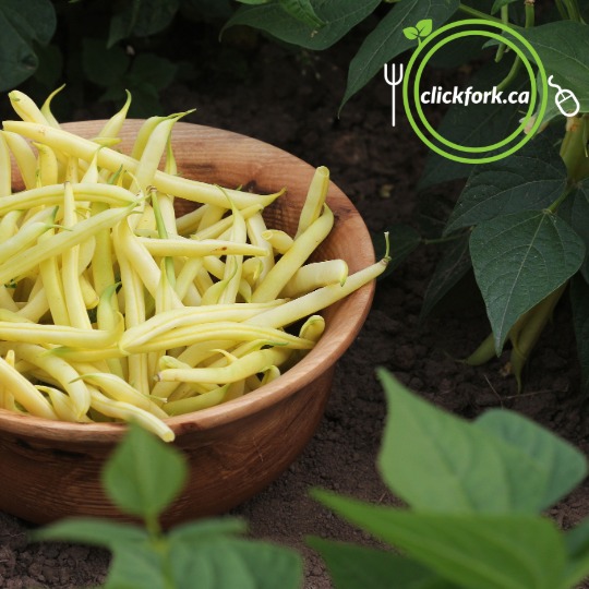 Seedlings - Beans, Yellow | Ferme La Binette *PRE-ORDER FOR LATE MAY