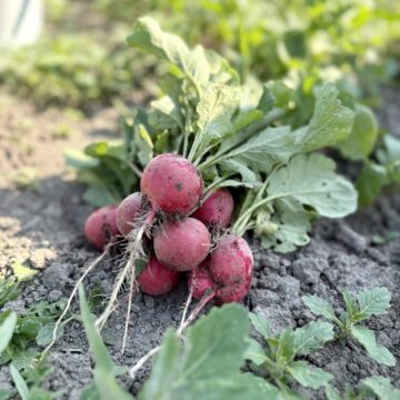 Radish, Red | Dalew Farms