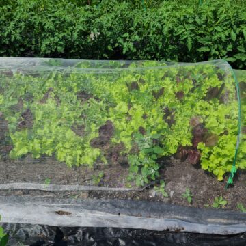 Fresh Greens, Mesclun Mix| The Ugly Barn Farm