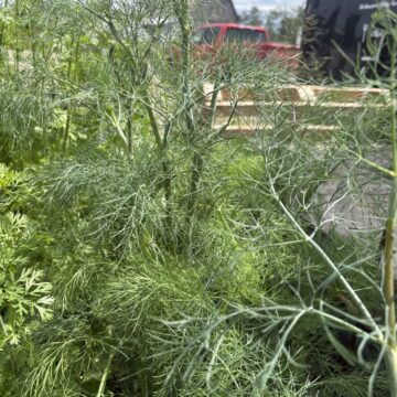Fresh Herbs, Baby Dill | Dalew Farms (1 Bunch)