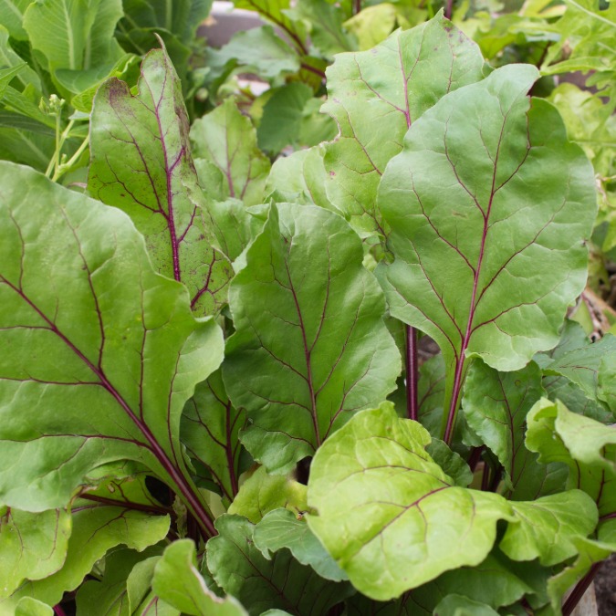 Beet Greens (1 Bunch) | Dalew Farms
