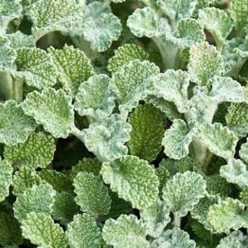 Fresh Herbs, Horehound, 20g | Sweetwater Regenerative Farmstead