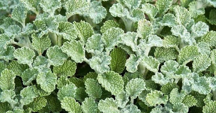 Fresh Herbs, Horehound, 20g | Sweetwater Regenerative Farmstead