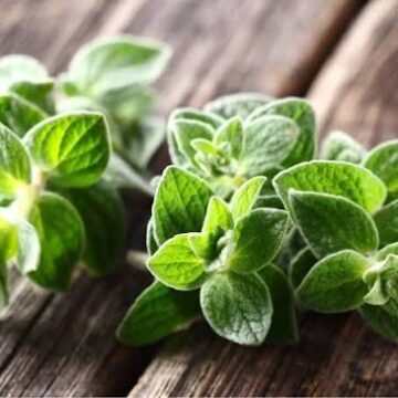 Fresh Oregano, 30g | Sweetwater Regenerative Farmstead