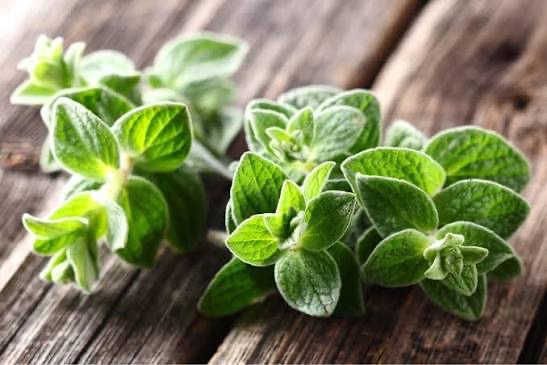 Fresh Oregano, 30g | Sweetwater Regenerative Farmstead