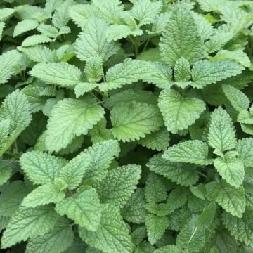 Fresh Organic Lemon Balm, 15 g | Sweetwater FS