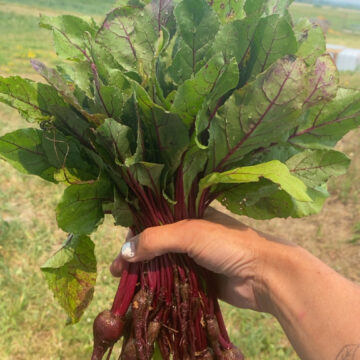 Beet Greens (1 Bunch) | Dalew Farms