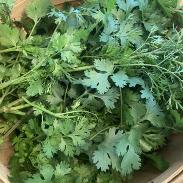 Cilantro, 1 bunch | Sweetwater Regenerative Farmstead