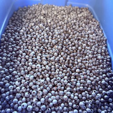Blueberries, Fresh Wild & Local!! 🫐 (1 LB)