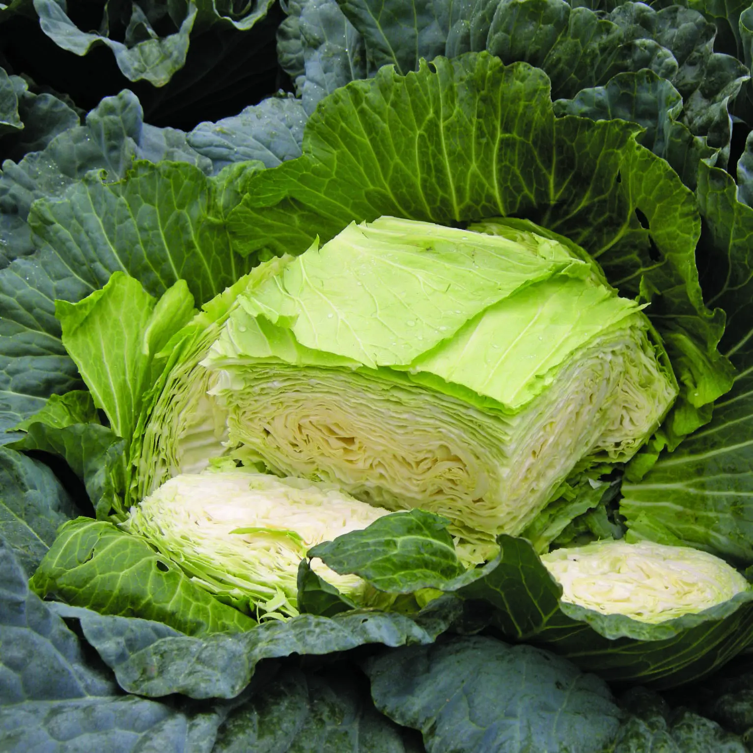 Cabbage, Gunma (Green Summer) | Dalew Farms