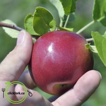 Apples, Jersey Mac | Pfenning's Ontario Organic